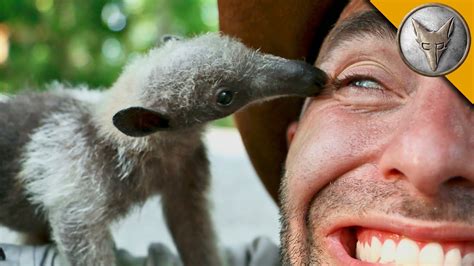 Ameisenbär Baby | Rainforest creatures, Rainforest, Creatures