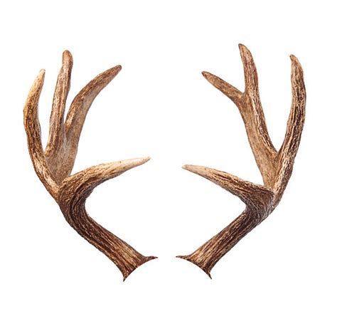 Best Elk Antlers Stock Photos, Pictures & Royalty-Free Images - iStock