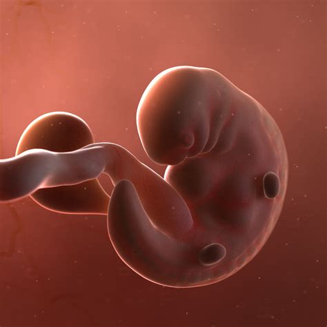 Free 3D fetus 37 development - TurboSquid 1329462