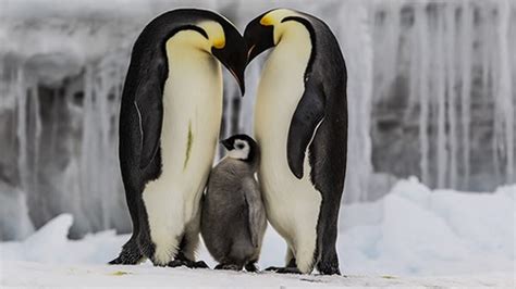 Los pingüinos emperador sortean las calurosas temperaturas de la Antártida