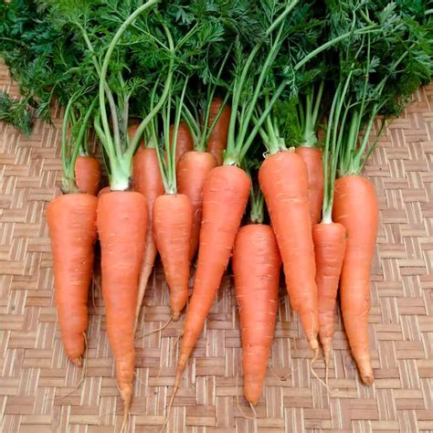 Organic Danvers 126 Carrot Seed - Adaptive Seeds