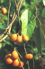 Menispermaceae - Wikipedia, la enciclopedia libre