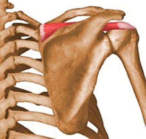 Supraspinatus Stretch