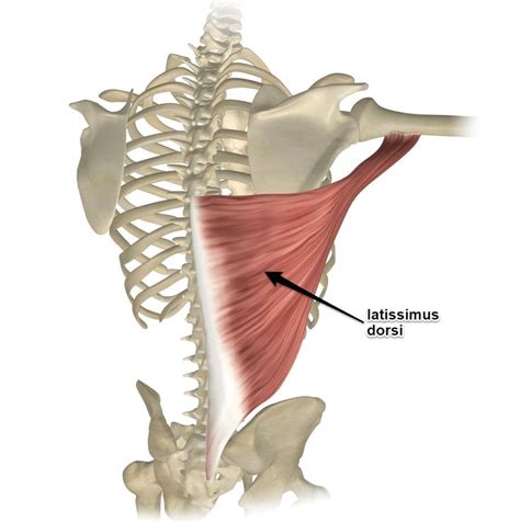 Pin by Katherine MacDonald on Science | Muscle anatomy, Muscular system anatomy, Latissimus dorsi