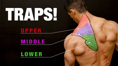 All About Traps (COMPLETE GROWTH GUIDE!) | ATHLEAN-X