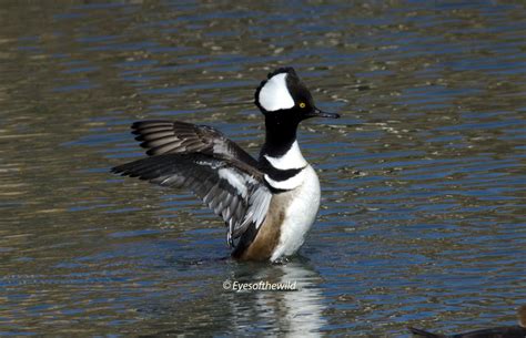 Clearlake birds and Wildlife - "Eyes of the Wild" Wildlife & Scenic Pontoon Boat Tours.