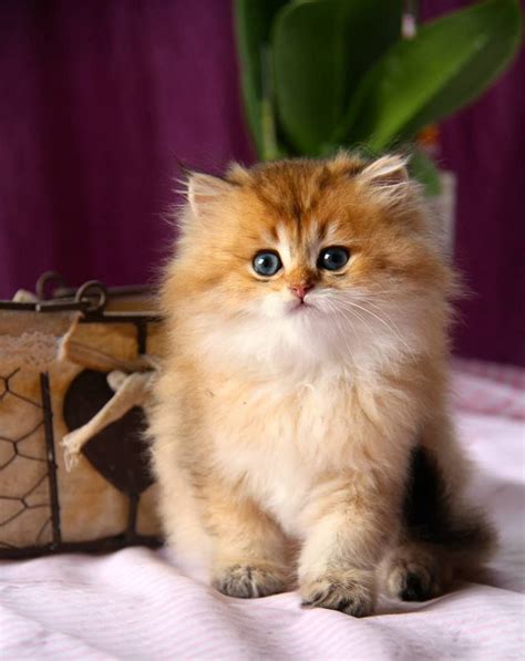 Golden British Longhair Kittens For Sale - amphibian plant examples