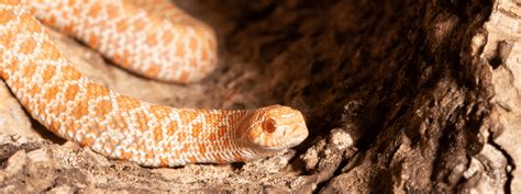 Hognose Snake Care Sheet – IMPERIAL REPTILES & EXOTICS