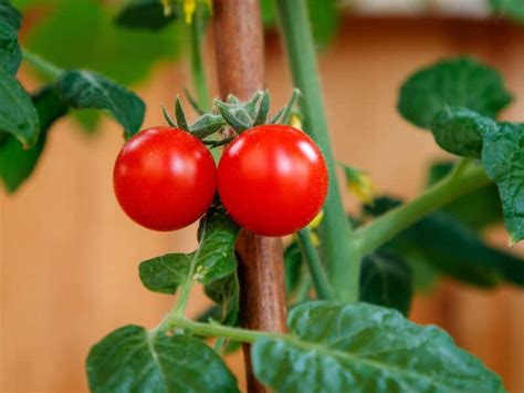 How Deep Do Tomato Roots Grow