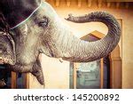 Man Riding an Elephant in Jaipur, India image - Free stock photo - Public Domain photo - CC0 Images