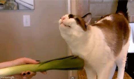 16++ Cat Memes Funny Gif - Factory Memes