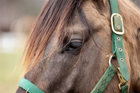 Download Horse Eye Closeup Royalty Free Stock Photo and Image