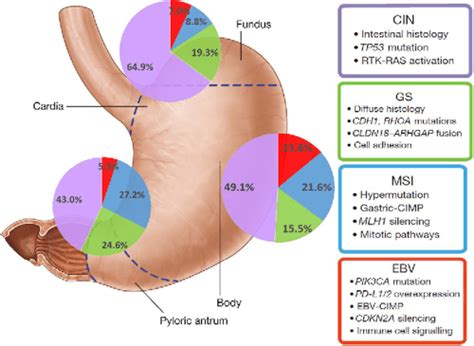 Figure 1 from Genetics of Gastric Cancer. | Semantic Scholar