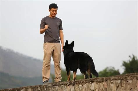 Top Invisible Fence Dog Training Tips - Pet Life World