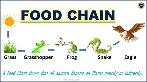 Food Chain | What is a food chain? | Food Chain for Kids - YouTube