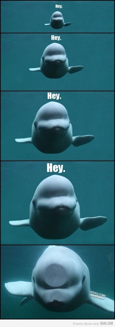 Whale Funny Quotes. QuotesGram