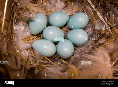 Nest of a Common Starling with eggs Stock Photo - Alamy