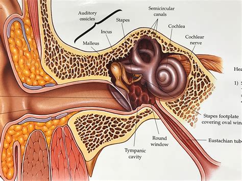 Hearing Loss - Ear Consultants of Georgia