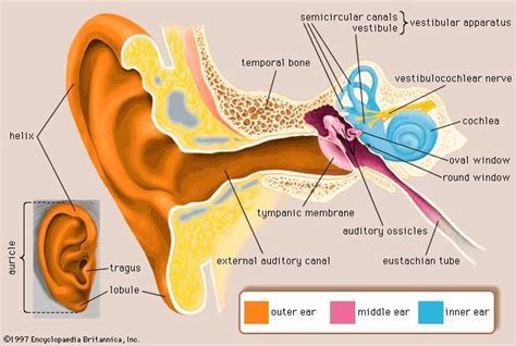 Which part of our ear collects and directs the sound waves from surroundings into the ear canal ...