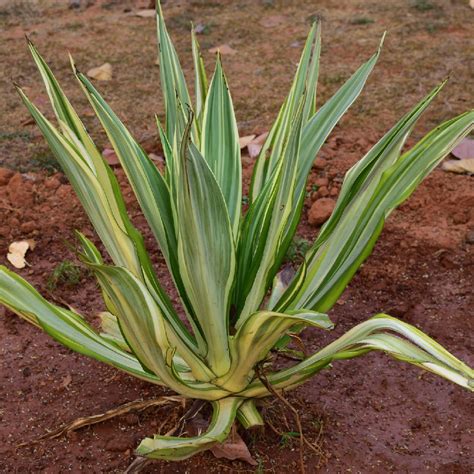 Giant Cabuya (Furcraea foetida) Flower, Leaf, Uses - PictureThis