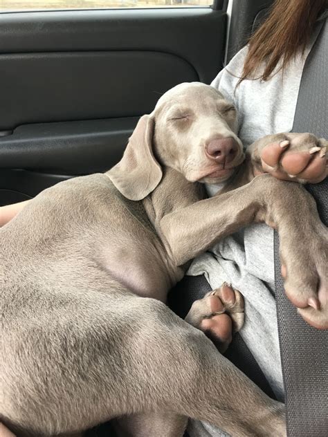 Weimaraner puppy | Weimaraner puppies, Weimaraner, Puppies