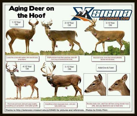 Deer Info | Ridge Road West Hunting Club