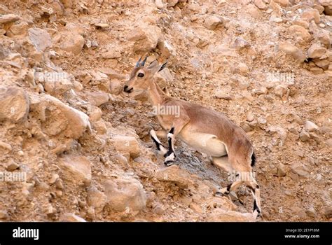 Ibex climbing on mountain Stock Photo - Alamy