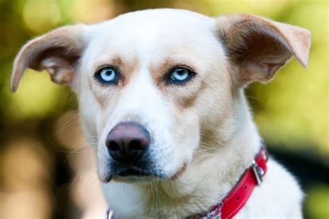 12 Dog Breeds With Blue Eyes That Are Stunning