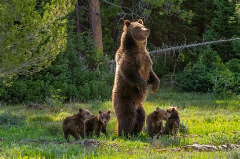 Meet Grizzly Bear 399 and Her Four Cubs, the Most Famous Bears in the World - Gaia GPS