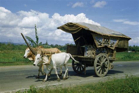 Indonesia Zaman Doeloe: Pedati sapi di Jawa, 1951