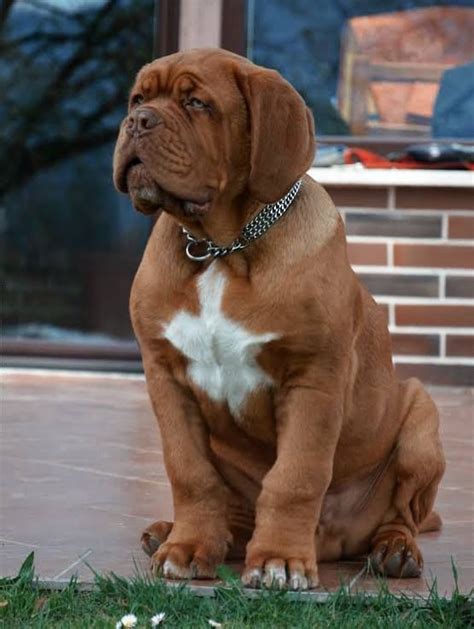 Mastiff – Courageous and Good Natured | Dog breeds, French mastiff dog ...