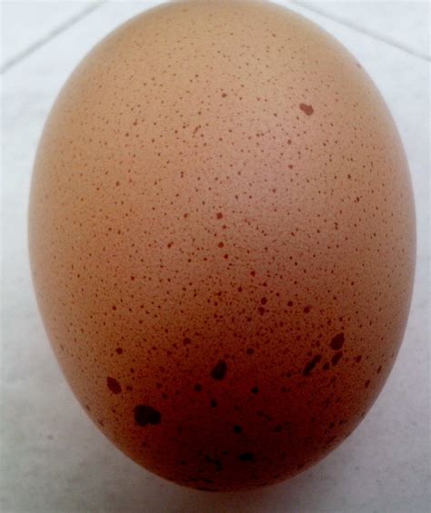 Chicken Egg Free Stock Photo - Public Domain Pictures