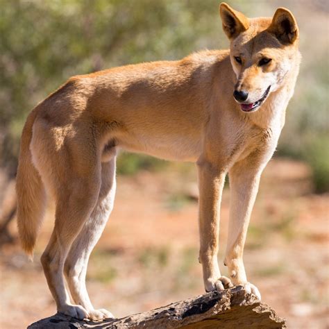 Dingo dogs are Australia's fіeгсeѕt һᴜпteгѕ in the wіɩd (Video)