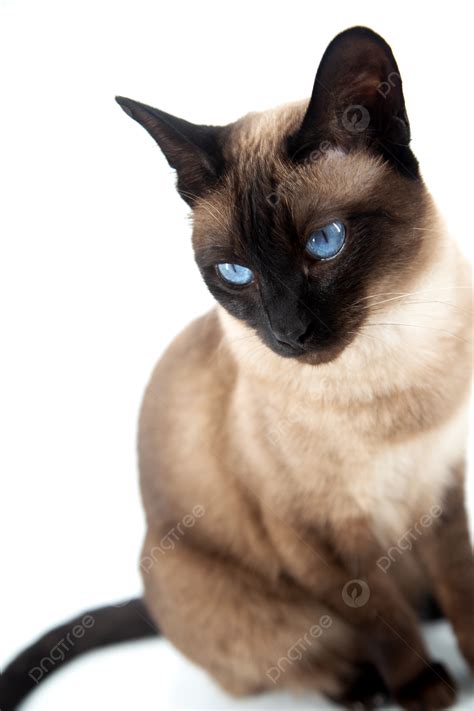 Gato Branco Siamese Fotografia De Fundo Animal De Estimação Da Família De Gatos, Gato Siamês ...