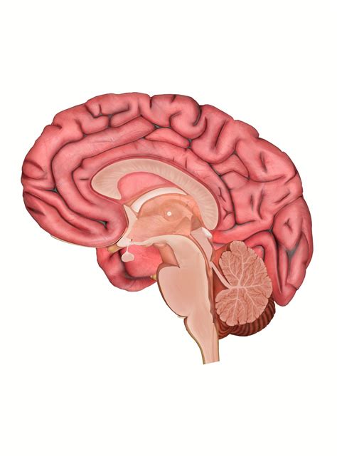 The Anatomy of the Human Brain: 3D Model