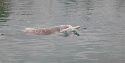 Australian humpback dolphin - Whale & Dolphin Conservation USA