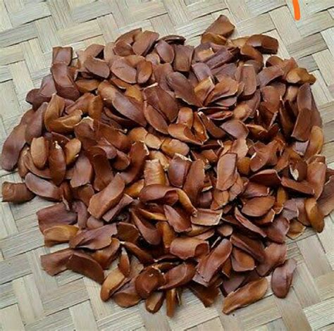 Natural Mahogany Seeds, For Plantation at Rs 600/kg in Somandepalle ...