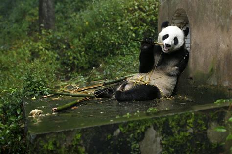 Pandas Prefer Passionate Matches To Arranged Ones, Study Shows - Newsweek