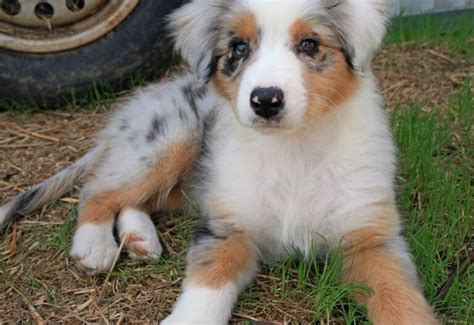 Top 10 Australian Shepherd Mix Breeds - Dogmal.com | Australian ...