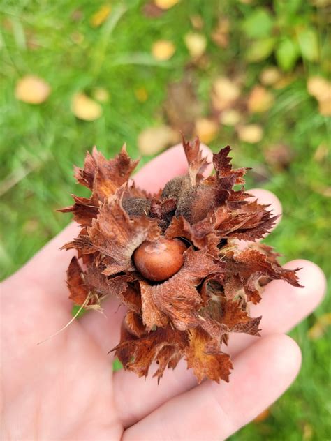 American Hazelnut trees for sale — Oakland Farm Trees