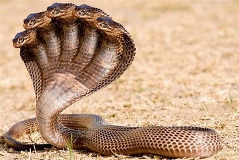 Incroyables serpents à 5 et 10 têtes découverts en Inde – tacu.info