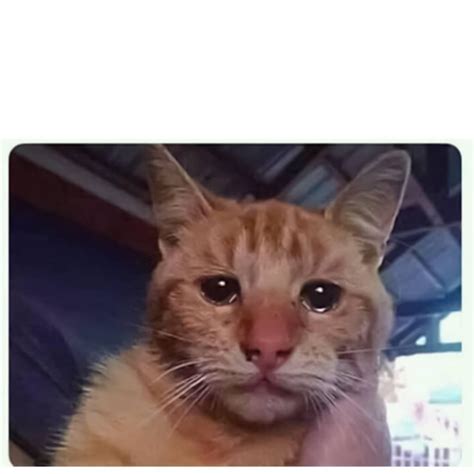 Gato Llorando Meme Png ~ Llorando Llora Feelcats Recien Callamos ...