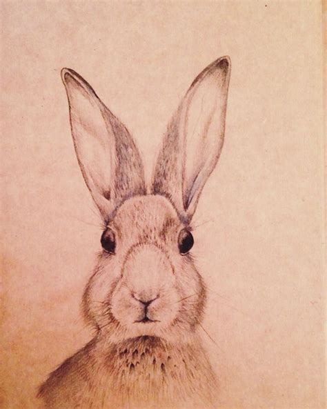 Rabbit pencil drawing on brown papaer | Bunny sketches, Rabbit drawing ...