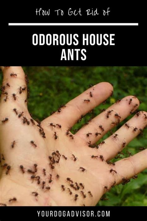 How To Get Rid Of Odorous House Ants - How I Get Rid Of