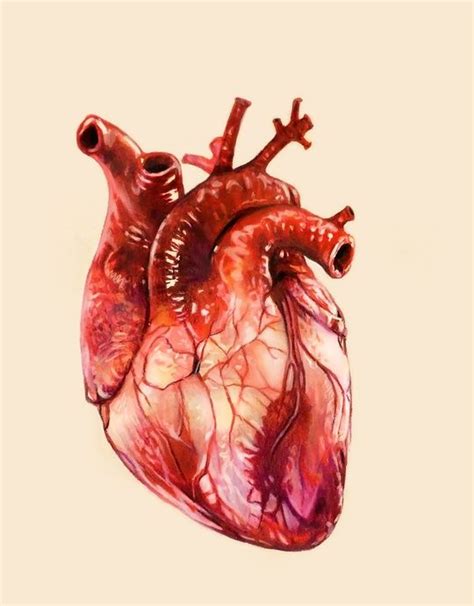 Heart Study, an art print by Morgan Davidson | Human anatomy art, Anatomical heart art, Heart ...