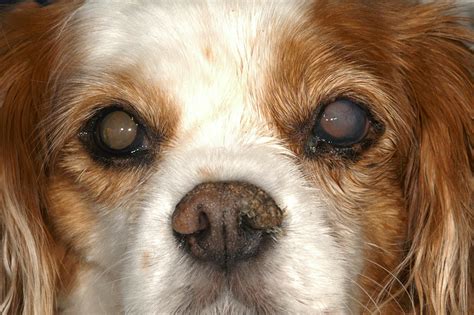 Keratoconjunctivitis Sicca (KCS) in Dogs: Diagnosis and Treatment - MedVet