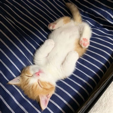 Meet Chata, The Adorable Munchkin Kitten That's Going Viral On ...