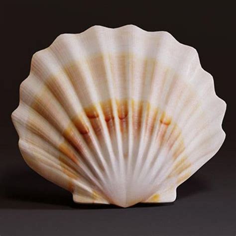 Seashell Snail Shell, High Art, Natural Forms, Beach Art, Sea Creatures ...