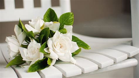 Making Arrangements with Gardenias | Grow Beautifully | Gardenia ...