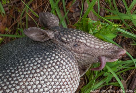 Armadillo